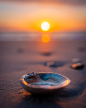 sunset on a beach and seashell 