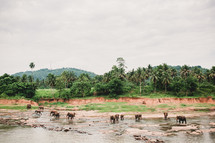 A herd of elephants in a river.