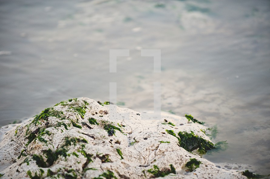 seaweed on a beach rock 