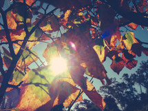 sunlight and fall leaves
