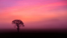 bare tree and pink sky 