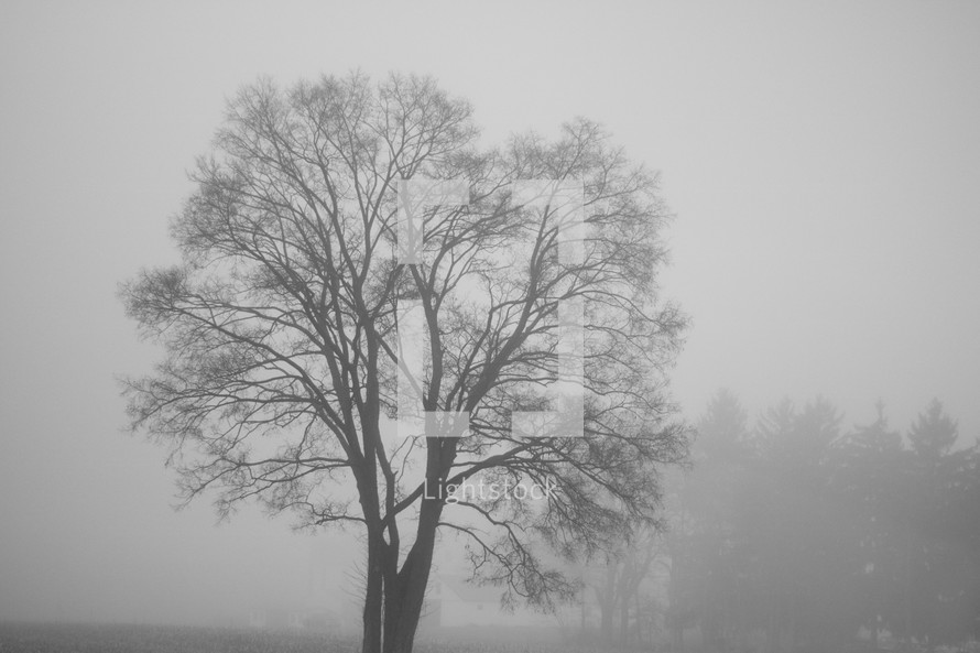 a winter tree in fog 