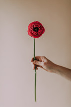 a woman holding a red flower 