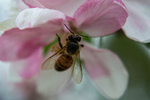bee on a flower 