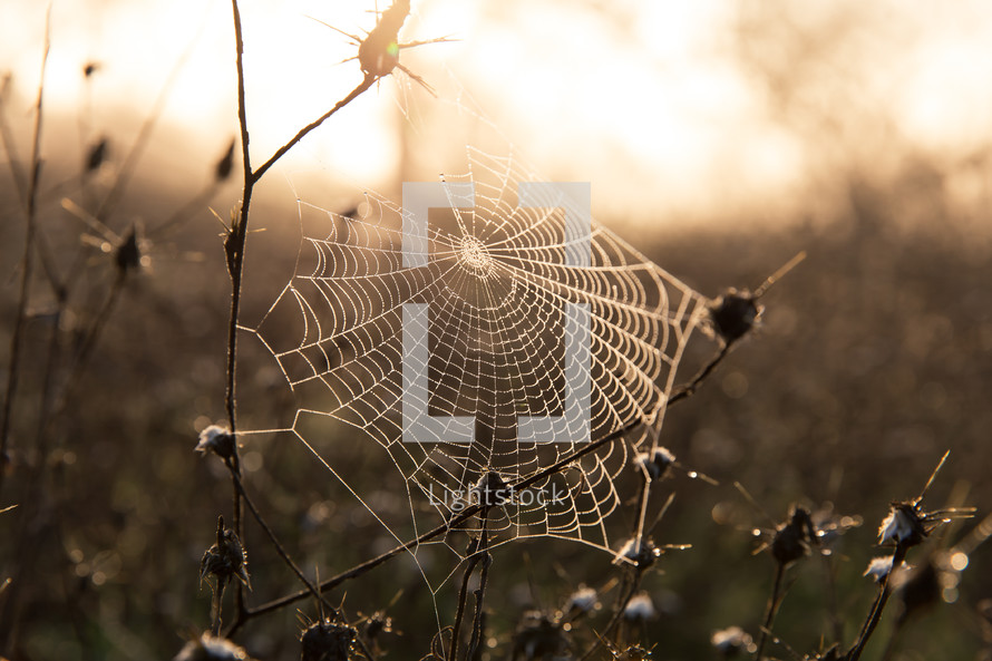 spider web in sunlight 