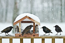 birds at a bird feeder covered in snow