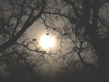 sun through fog and tree branches 
