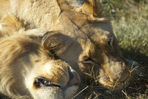 A wild male and female lion nuzzle together in the sunlight.
