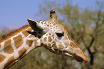 A close-up of a giraffe.