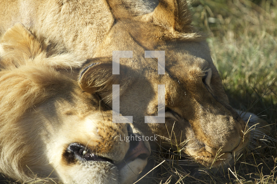 A wild male and female lion nuzzle together in the sunlight.