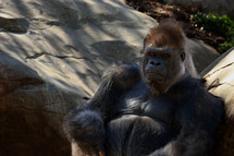 Silverback gorilla stays cools in the shade while contemplating.