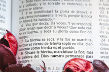 Red flower petals surrounding Spanish Bible scripture verse.