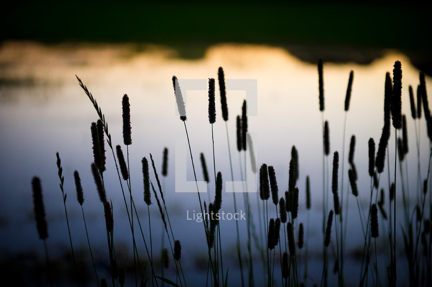 A silhouette of cattails against a body of water.