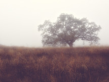 An isolated tree in the fog 