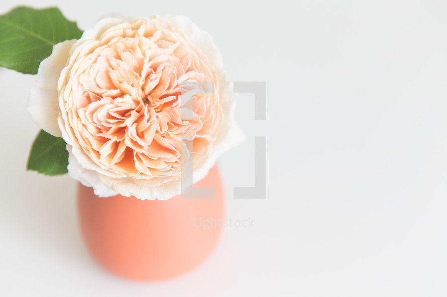 peach flower in a vase 