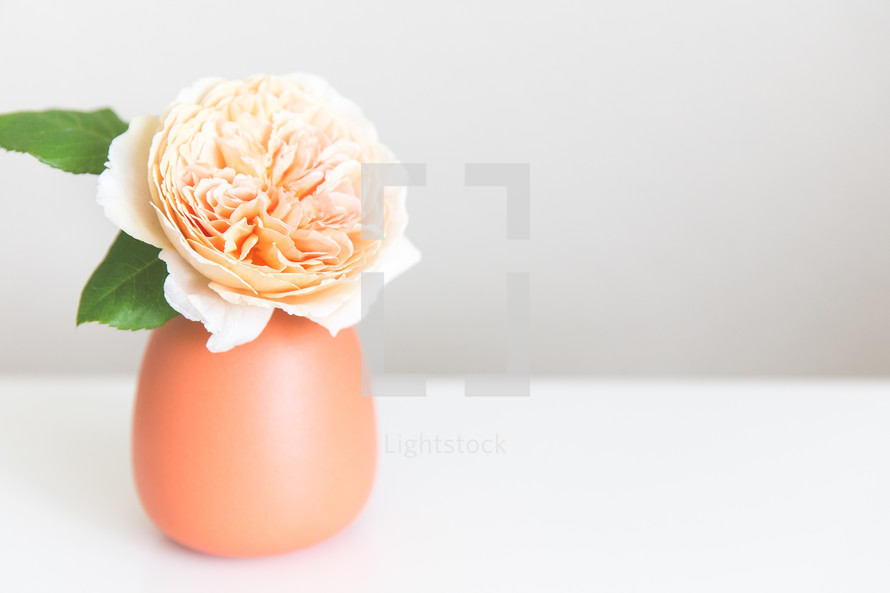 a peach flower in a vase 