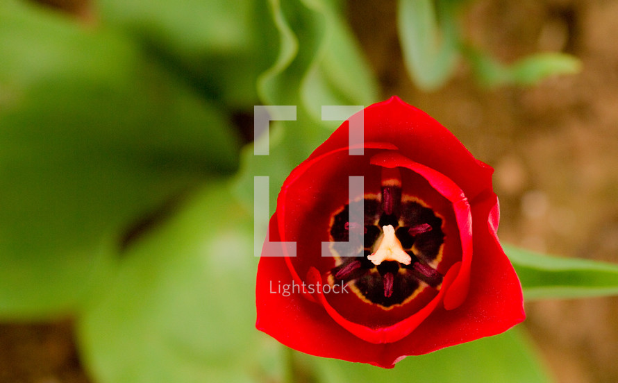 closeup of a red flower