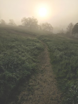 path through wet morning grass 