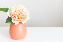 a peach flower in a vase 