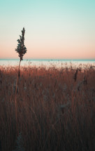 tall brown grasses in a field at sunset 