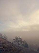 trees on a hill in fog 