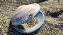 sand in a clam shell 