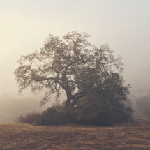 a tree in morning fog 