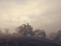 trees on a hill in fog 