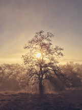 sun behind a tree in morning fog