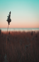 tall brown grasses in a field at sunset 