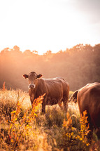 cows in a pasture at sunrise 