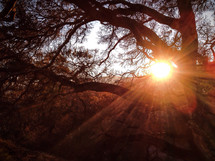 sunburst through tree branches 