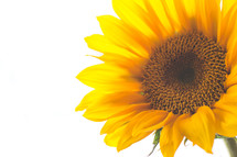 Closeup of a sunflower head.