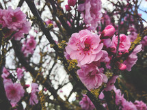 pink flowers on a tree 