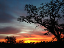 silhouette of a tree against a fiery sky at sunset 
