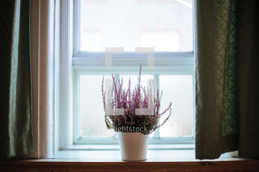 A pot of flowers sitting on a windowsill.