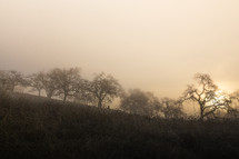 bare trees in a forest and fog
