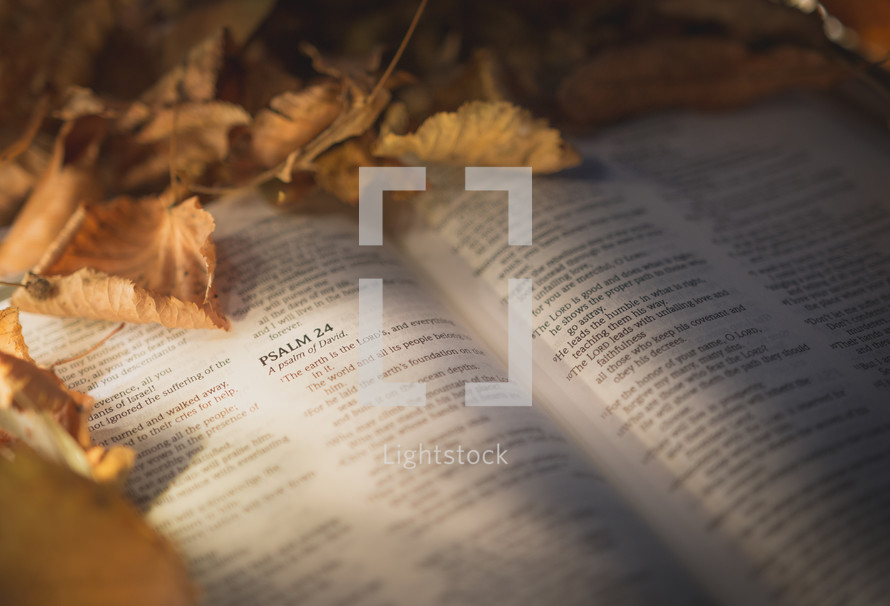 pages of a Bible lying in fall leaves 