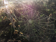 dew on a spider web 