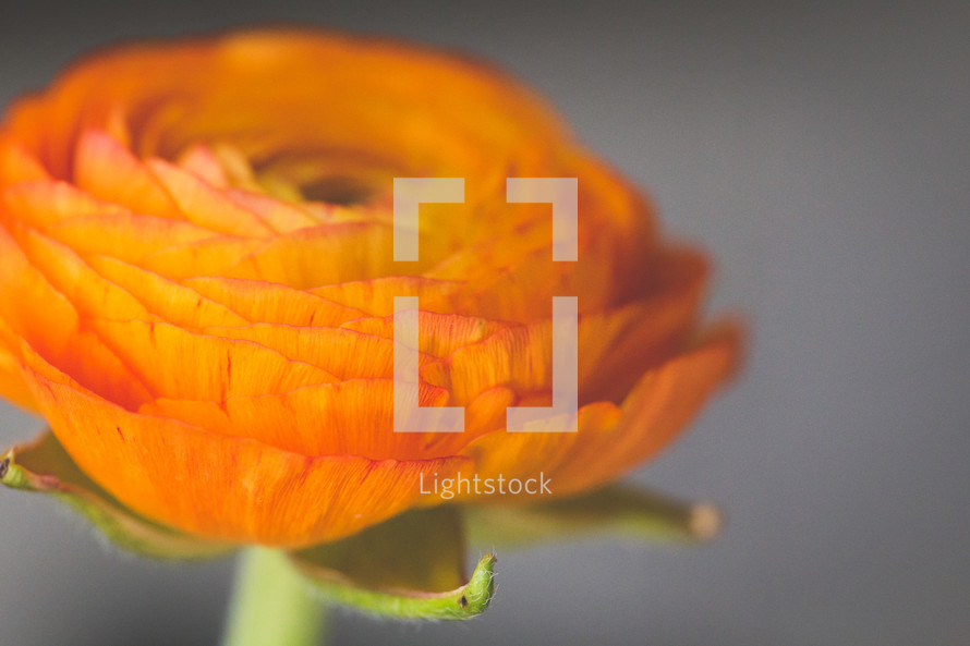 orange flower 