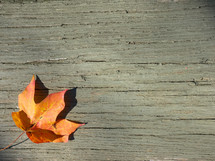 orange leaf on wood 