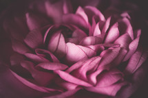 purple flower closeup 