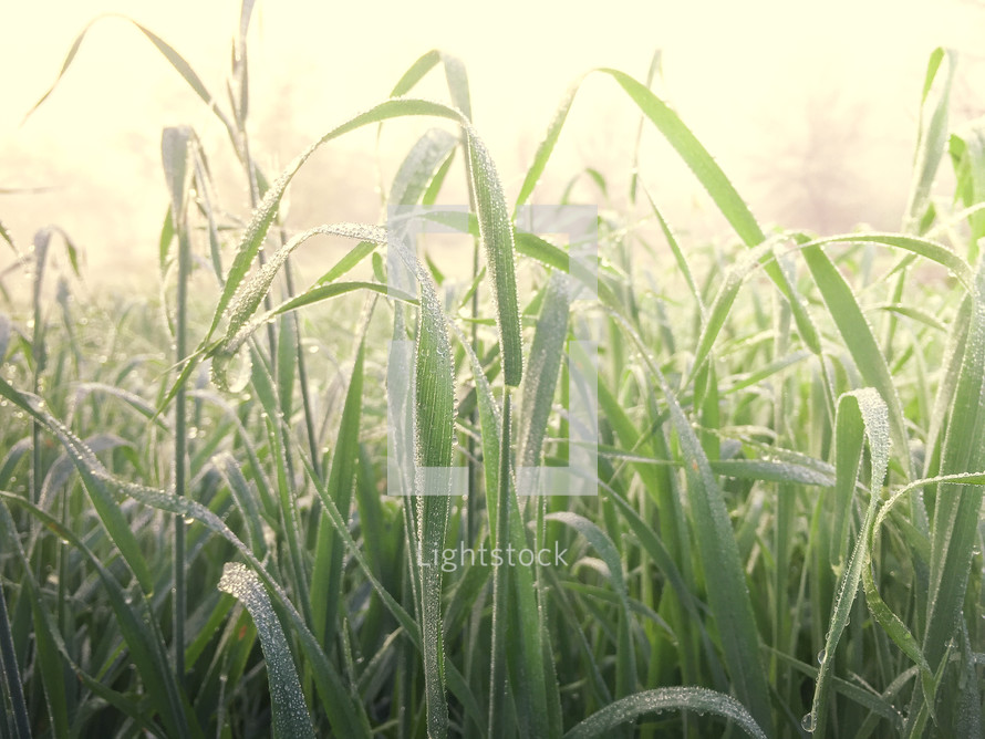 dew on morning grass 