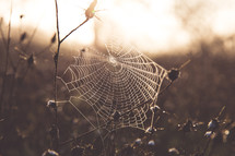 a spider web in morning 