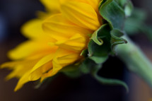 yellow sunflower closeup 