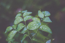 Water droplets on the leaves of a branch.