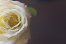 soft yellow rose 