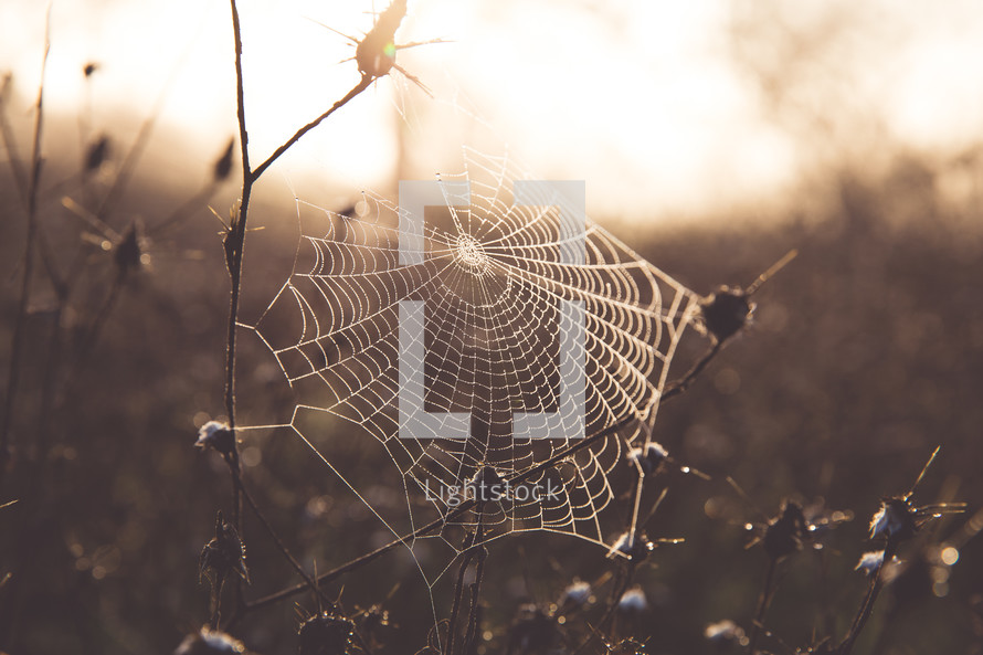 a spider web in morning 