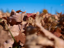 pile of fall leaves in the grass and blue sky 