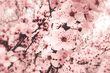 pink cherry blossoms 